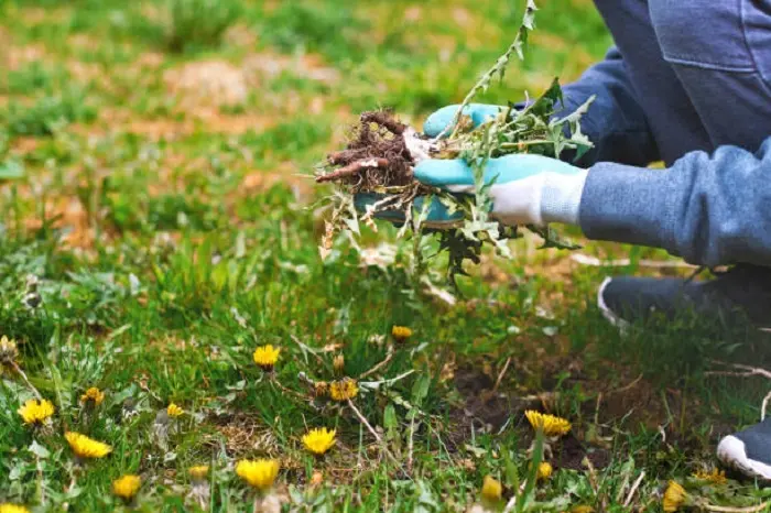 How to clear a yard full of weeds Murrieta, CA