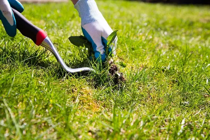 How to clear a yard full of weeds in Murrieta, CA